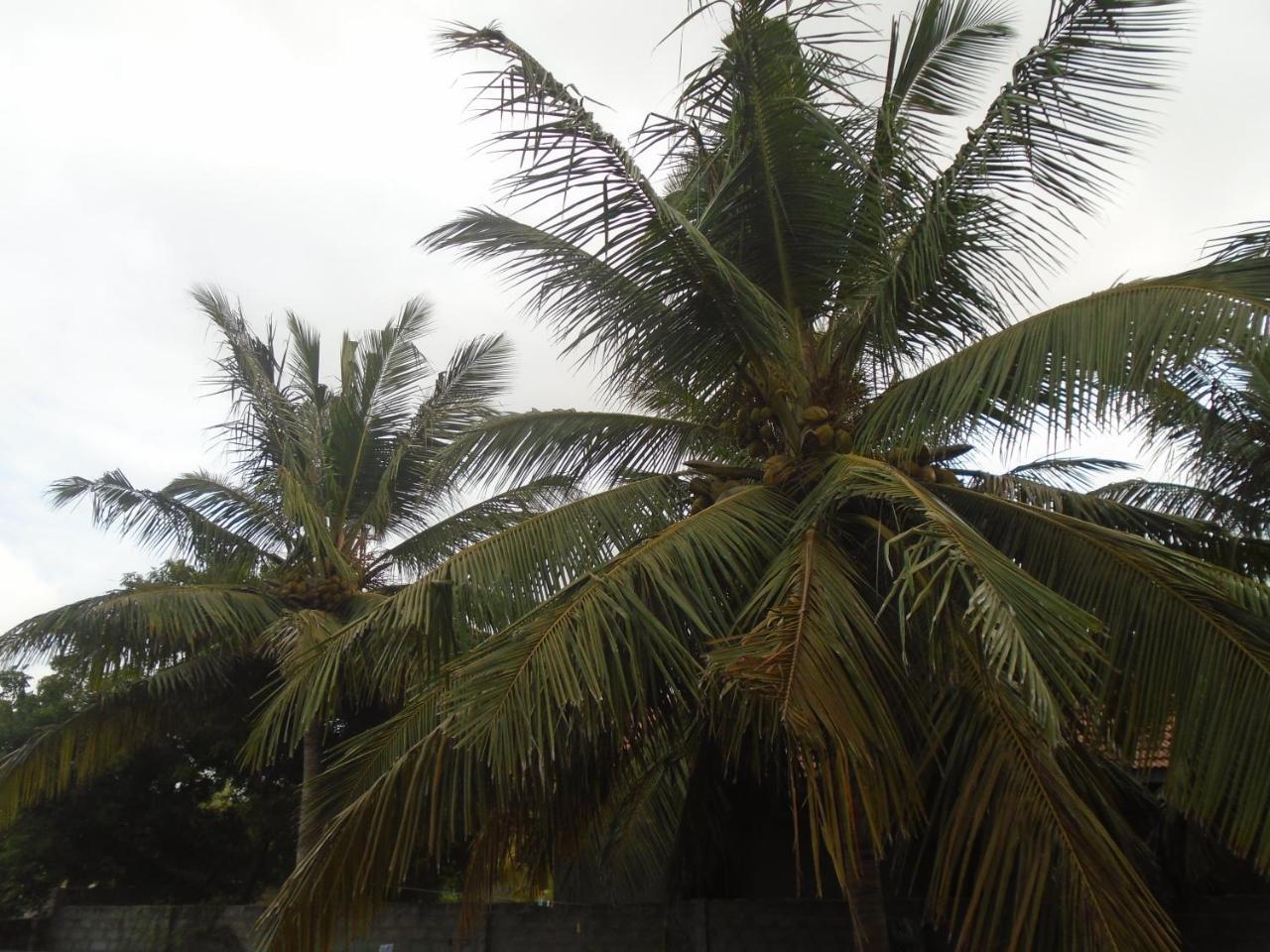 El Shaddai Hotel Mannar Buitenkant foto